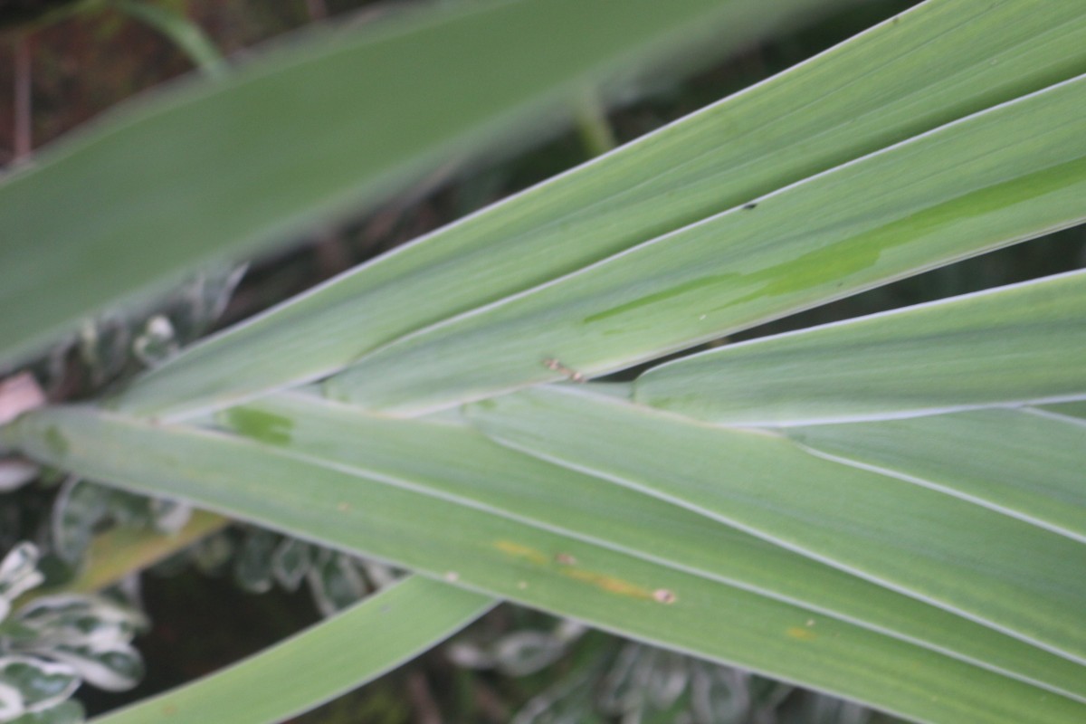 Iris domestica (L.) Goldblatt & Mabb.